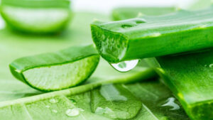 aloe vera and hibiscus leaves paste on balding hair